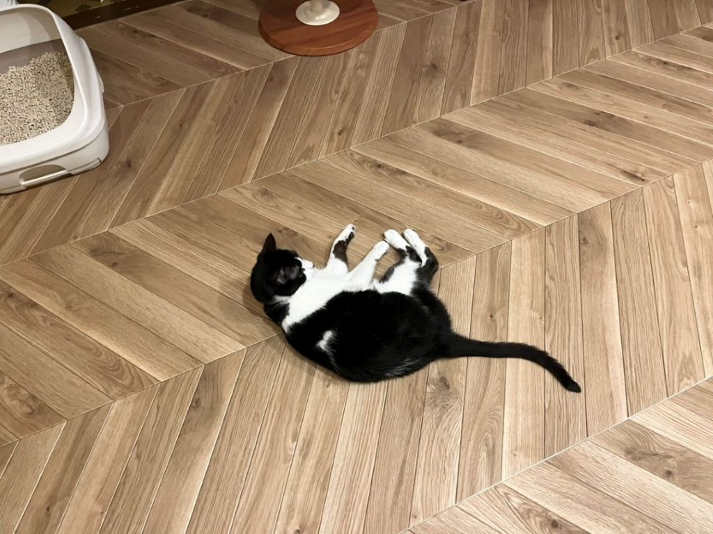 エルカムヘリンボーンのペットマットの上で寝転ぶ猫