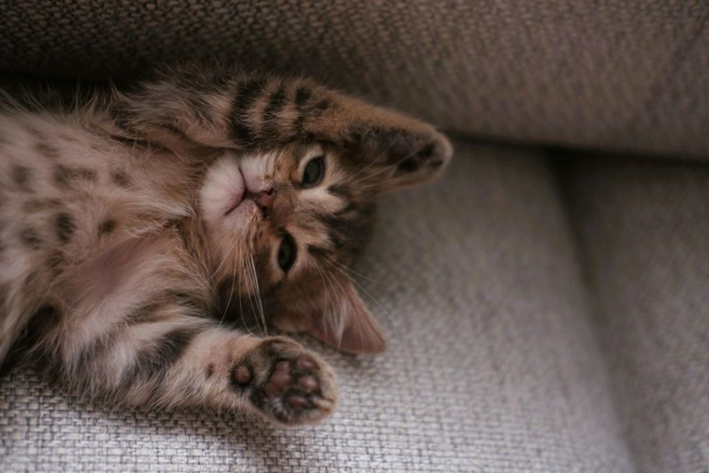 ソファの上でリラックスして寝転ぶ子猫
