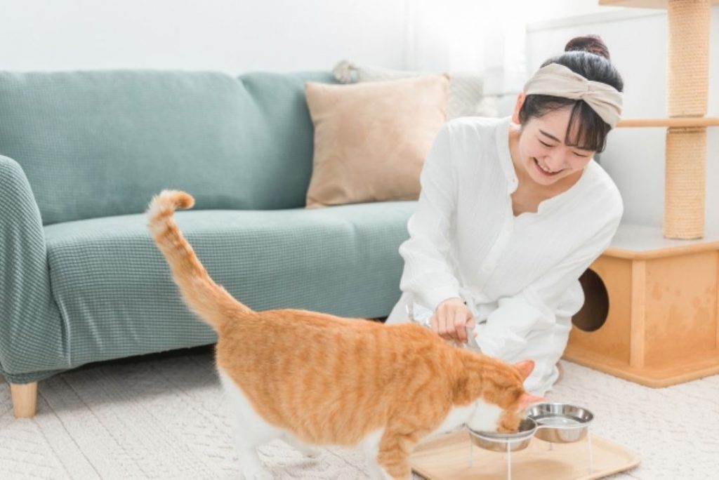 保護猫を迎える準備をする女性と、食事をする茶トラ猫のいるリビング