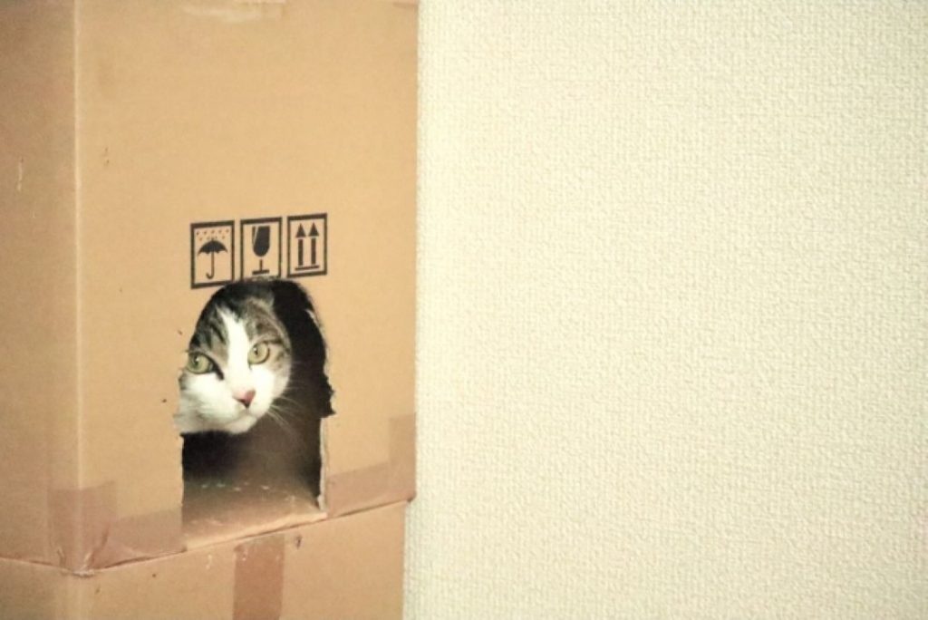 段ボール箱の中から顔を出す猫