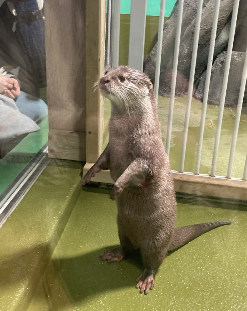 竹島水族館で立ち上がるコツメカワウソ