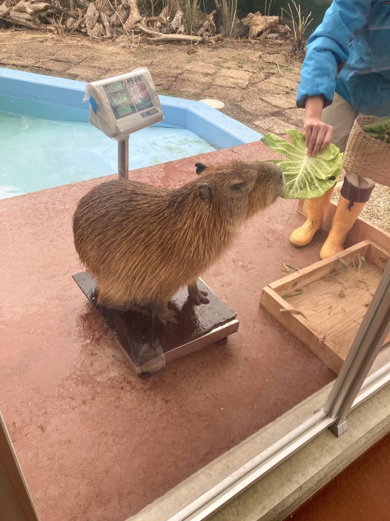 竹島水族館で体重測定をするカピバラ