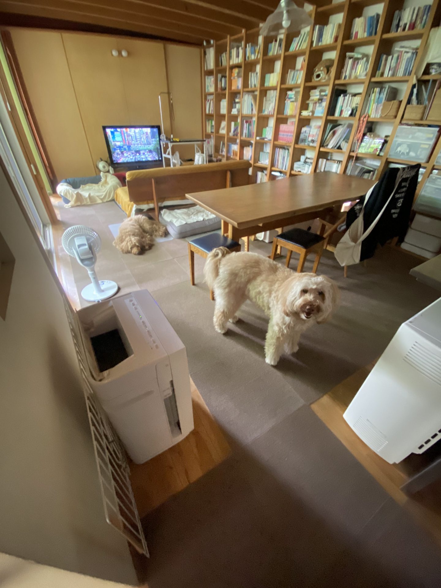 ペットマット施工前のお部屋。愛犬のために床を整える前の床の様子。