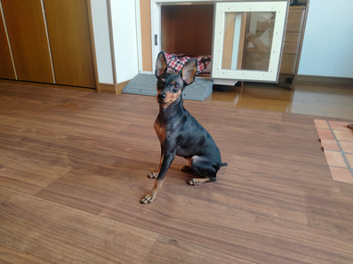 ラグリエのペットマット シャインウォールナットをお部屋に敷き詰めた様子。愛犬が部屋中を歩きやすいよう、床全体を整えた仕上がり。