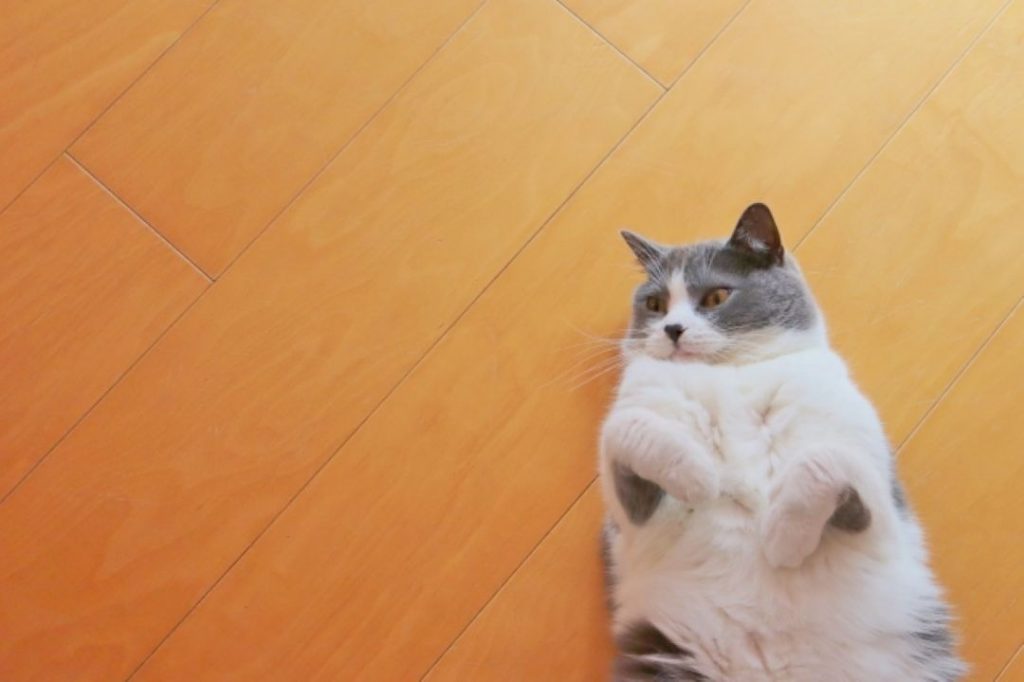 フローリングの上で仰向けになるグレー×白の猫
