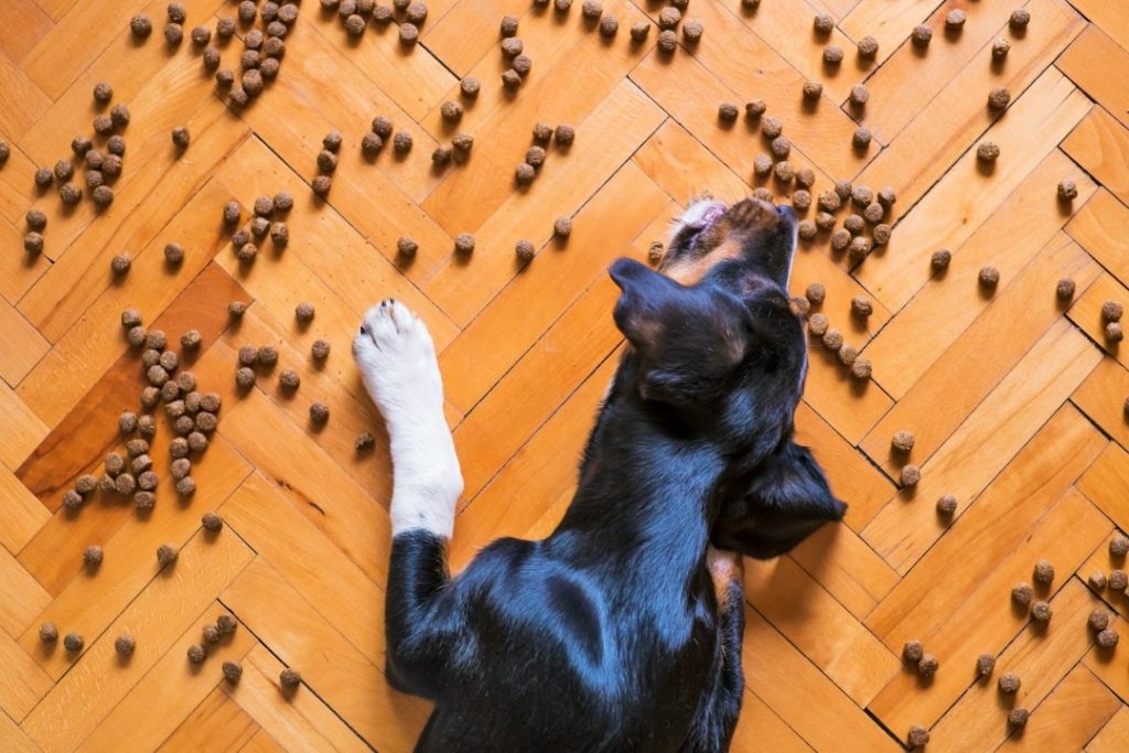 床に散らばったドッグフードのそばにいる犬