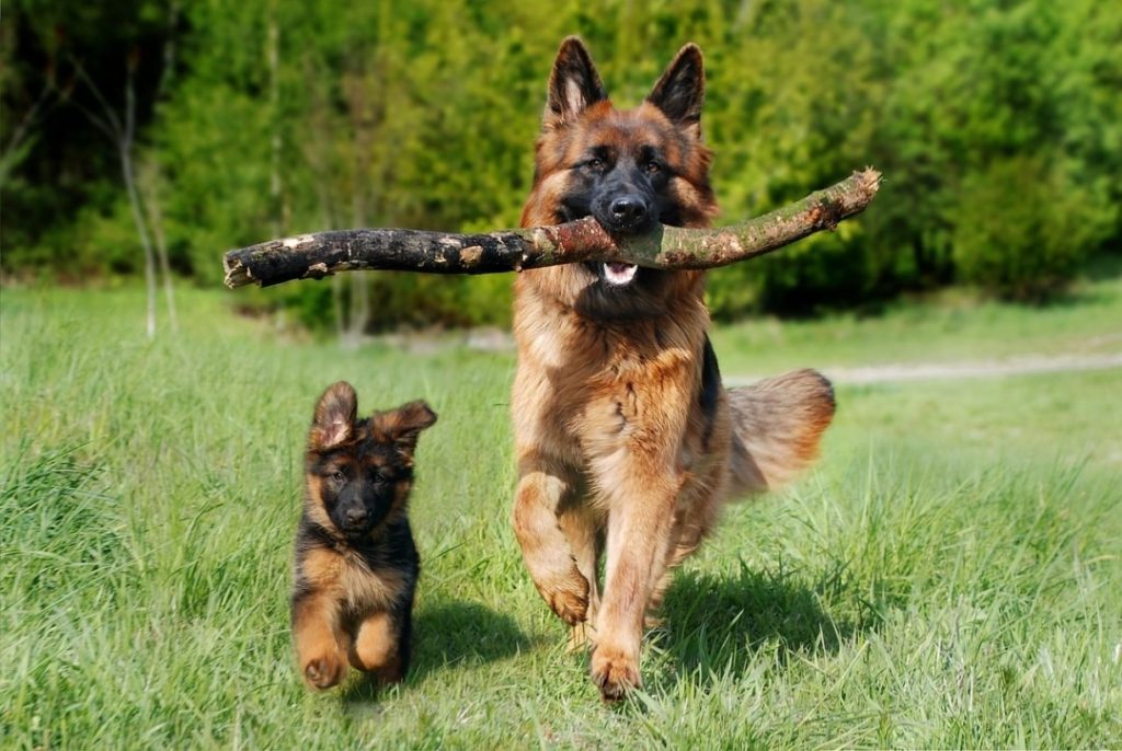 草原を走る2匹の犬