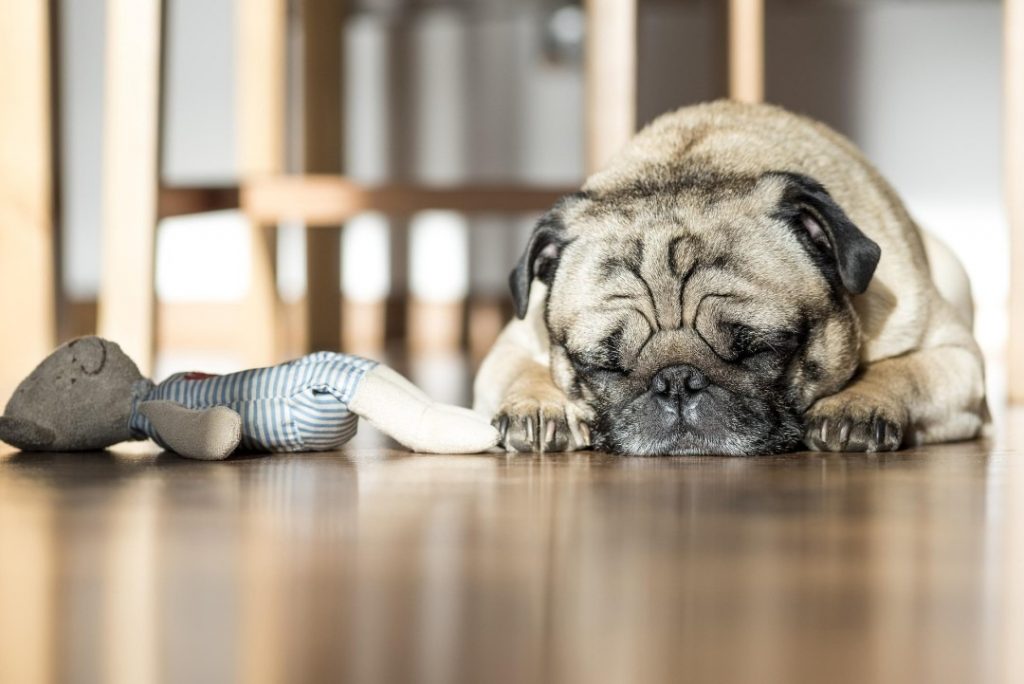 おもちゃのそばで床に伏せて眠る犬