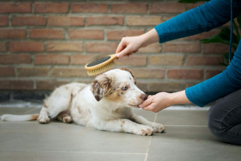 床に伏せた犬をブラッシングする様子