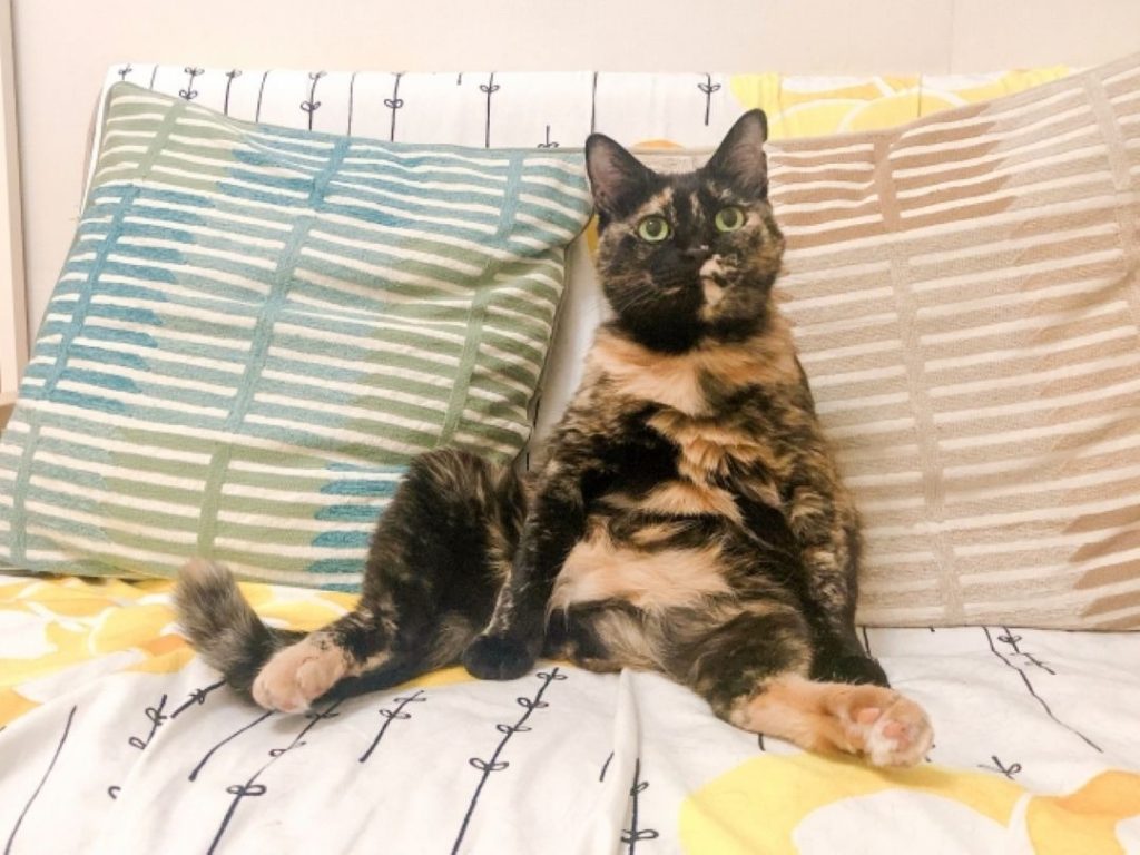 ソファの上でリラックスするサビ猫