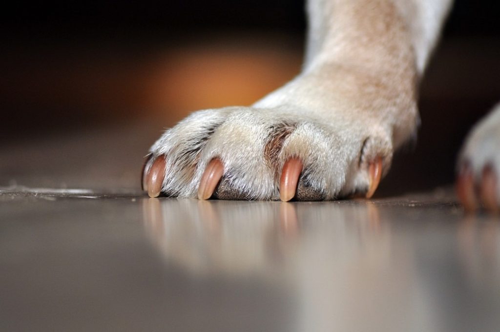 床に置かれた犬の前足のアップ