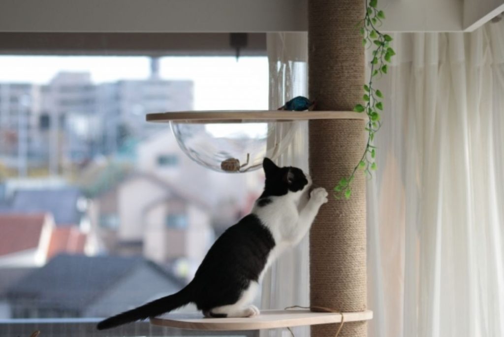 キャットタワーで爪とぎをする白黒猫