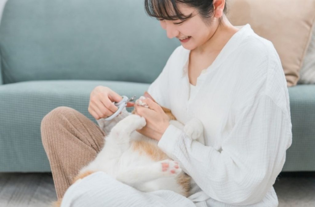 猫の爪切りをする飼い主