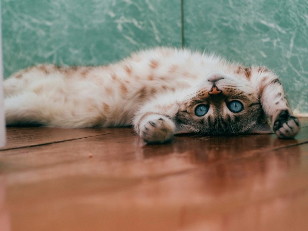 床に寝転がってくつろぐ猫