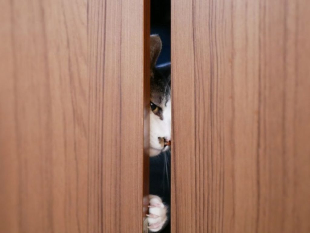 扉の隙間から、中の様子をうかがう保護猫。