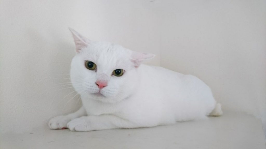新しい家に来て、なかなかなつかない様子の白い保護猫。
