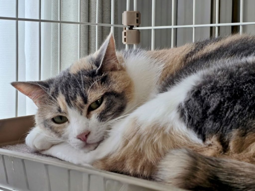 ゆっくりくつろいだ様子でケージでリラックスする保護猫。
