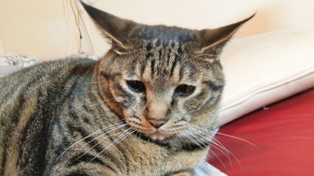 新しい家に連れてこられて戸惑っている保護猫イメージ。