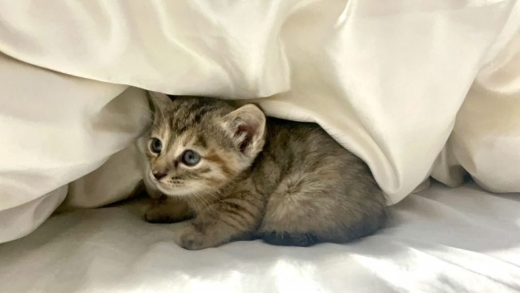 布団の下で不安そうにする保護猫の子猫。