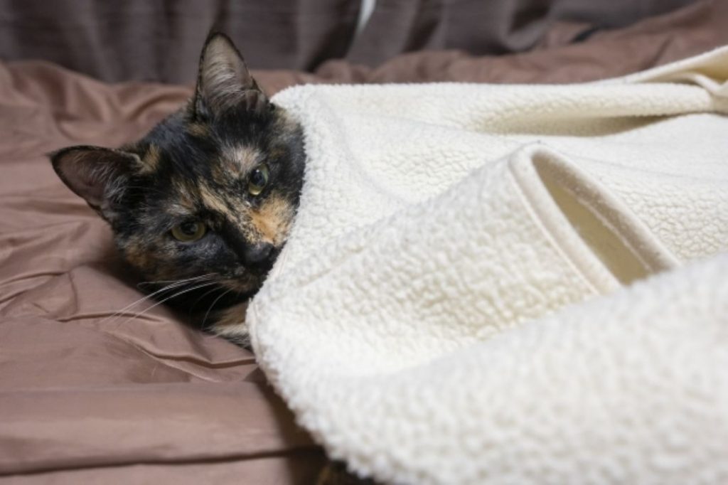 ひざ掛けの下から、緊張した様子でこちらの様子をうかがう保護猫。